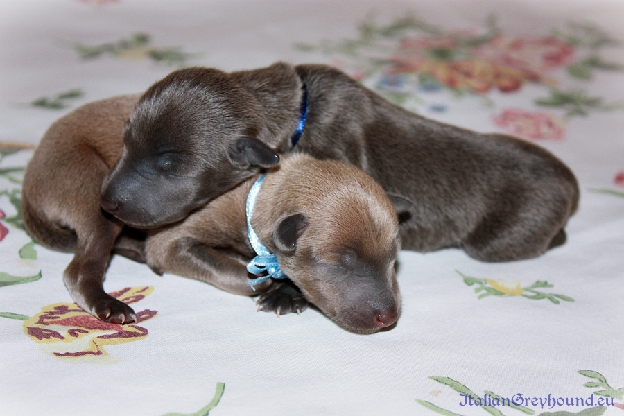 Italian Greyhound Puppies kennel Stupor Mundi FCI