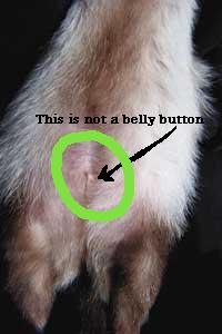 Ferret sex