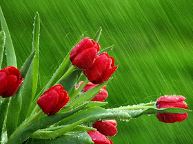 Beautiful Red Tulips