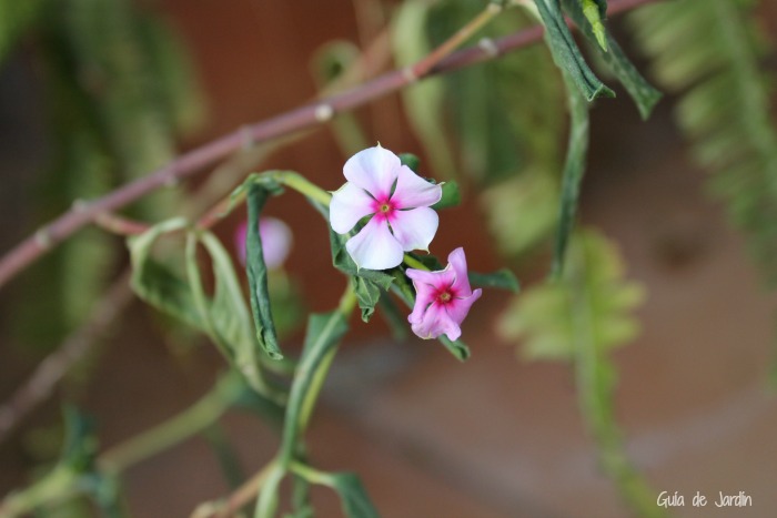 De nuevo en mi jardín: muchas flores y algunas calamidades - Guia de jardin