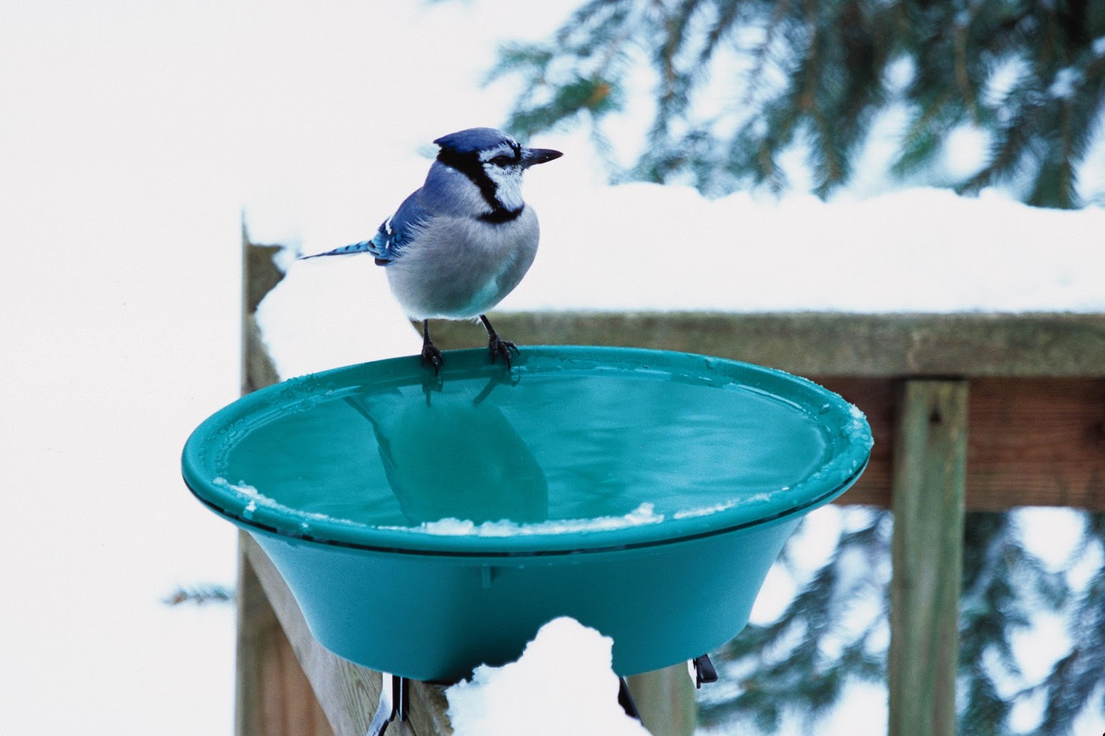 Wild Birds Unlimited Edmonton: 2015