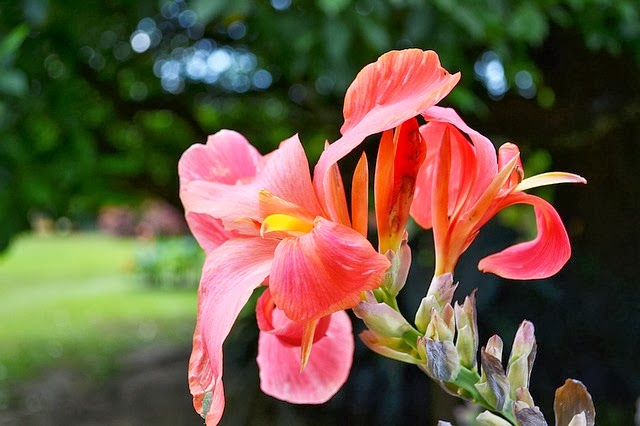 The Romp Family 25 Inspirasi Keren Lirik Lagu Natal Slamat Datang Penebusku