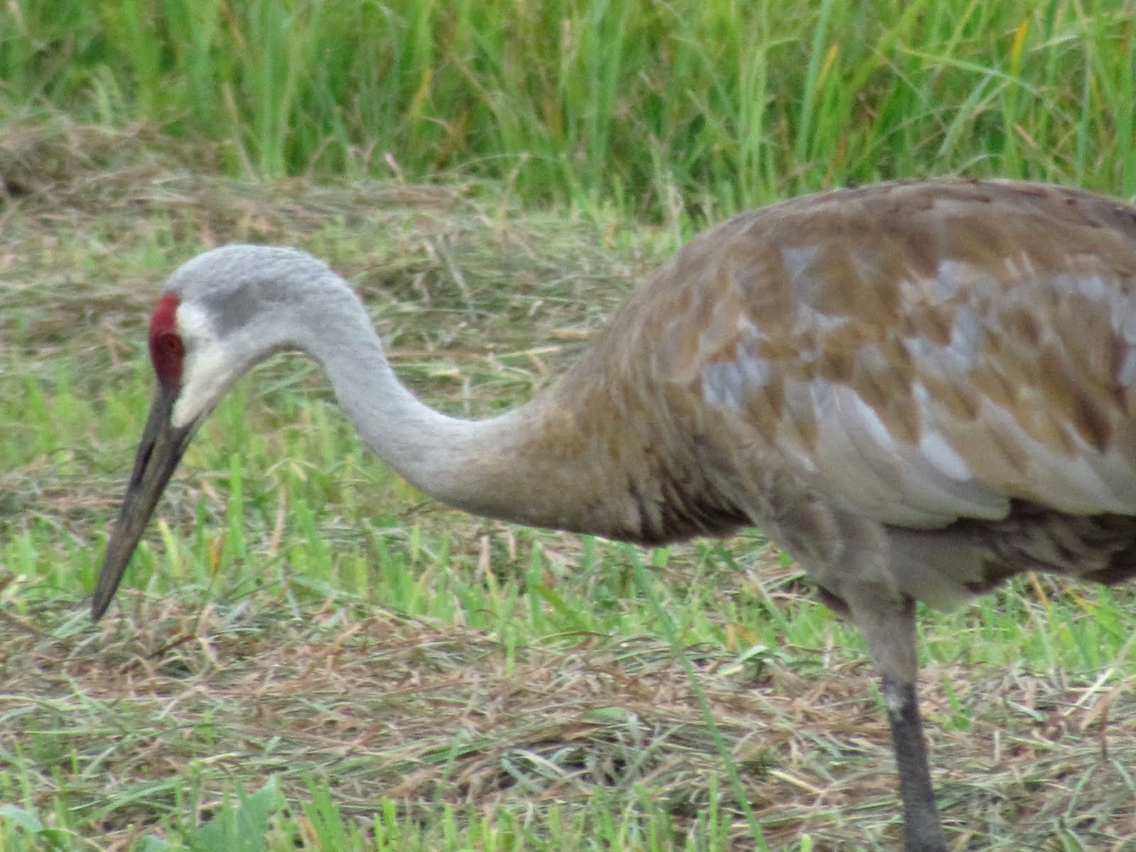 Pieceful Afternoon Wisconsin Sandhill Cranes