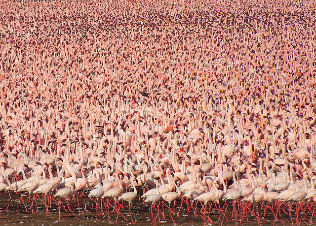 flamingo+flamingoes+flock+kenya+lakes+1.