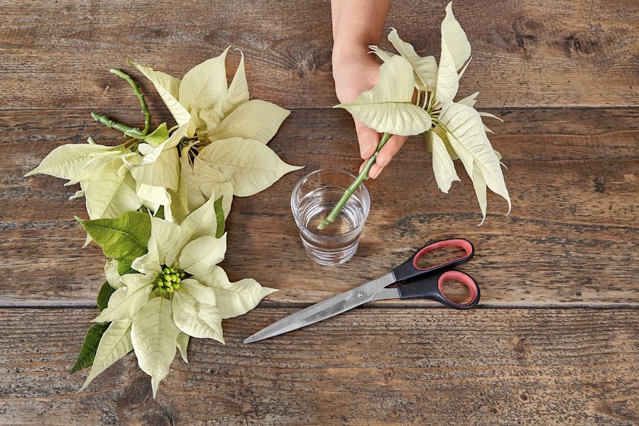 centro flores , poinsettia, Navidad , paso a paso , DIY , adorno Navidad