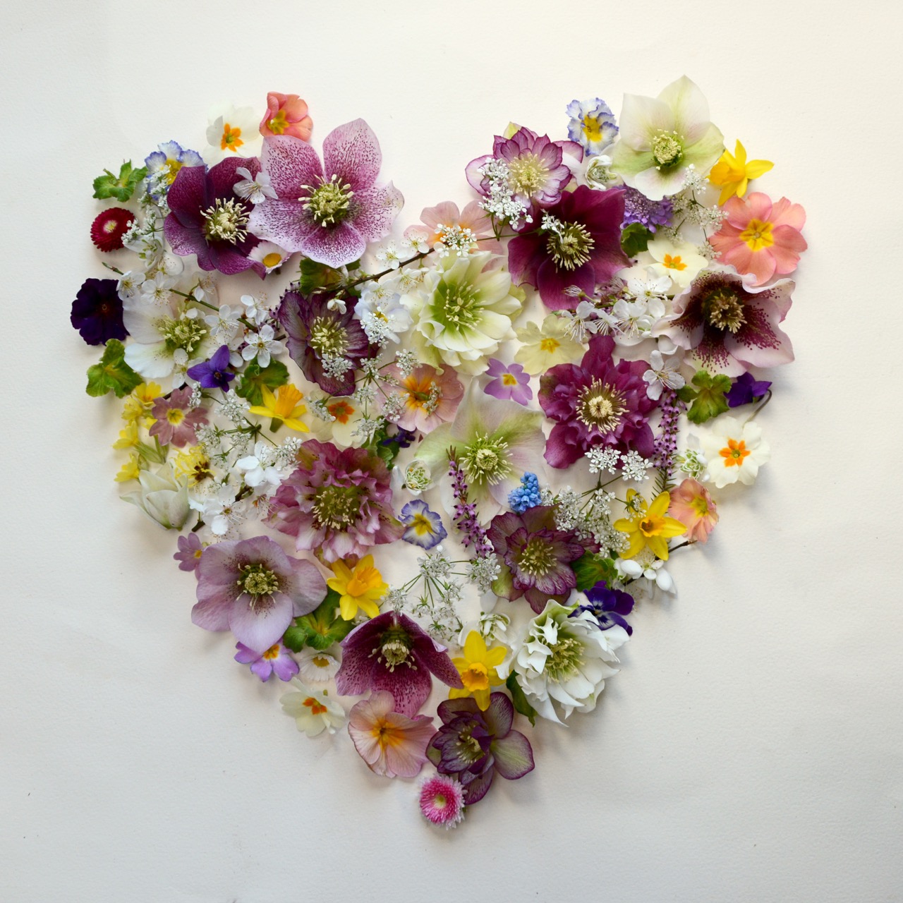 Foragefor... news Edible Flower Valentine's Day Ideas