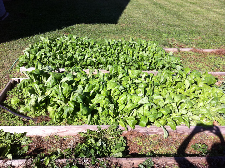Pulaski County Home Gardening Square Foot Garden Fall Veggies
