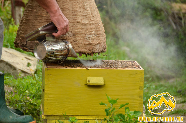 Transferring  a swarm of honey bees into a beehive
