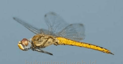 Arti Mimpi Capung Versi Ramalan Primbon Jawa - Buku Mimpi