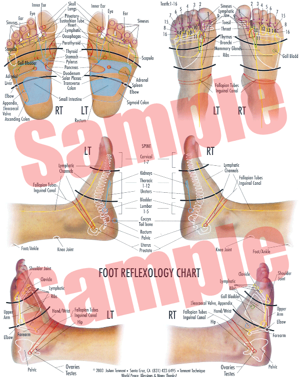 Order Your Foot Reflexology Charts