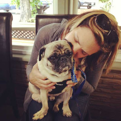 Pug Dog breed information