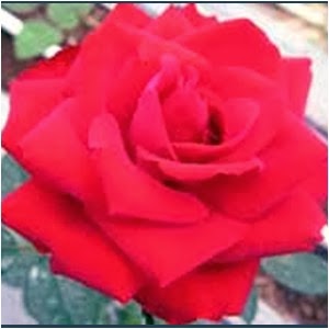 Fakta-Fakta Unik dan Menarik tentang Bunga Mawar