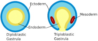Hewan yang memiliki dua lapisan embrionik (ektoderm dan endoderm) disebut diploblastik, contohnya hewan kelompok Coelenterata (filum Cnidaria dan Ctenophora). Hewan yang memiliki tiga lapisan embrionik (ektoderm, mesoderm, endoderm) disebut triploblastik, contohnya semua eumetazoa, kecuali Coelenterata (filum Cnidaria dan Ctenophora).