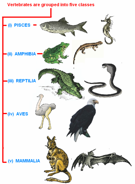 Explain how animals in Vertebrata are classified into further Subgroups ? |  CBSE MASTER | NCERT Textbooks Exercises Solutions