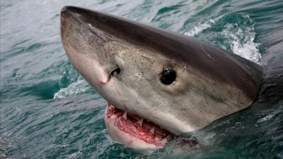 What does the great white shark eat?