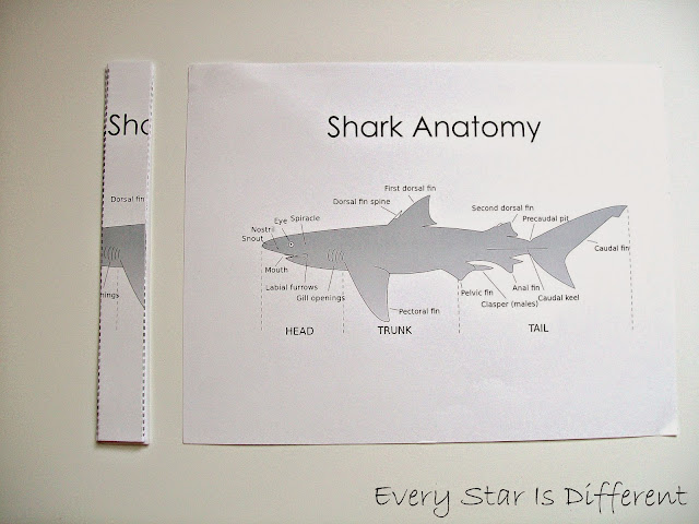 Shark Anatomy Puzzle