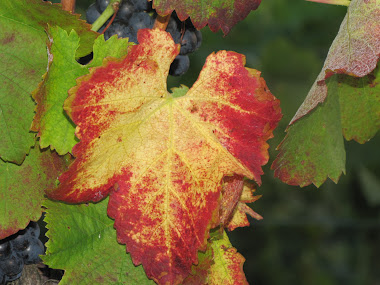 Red and Gold Grape Leaf among Green