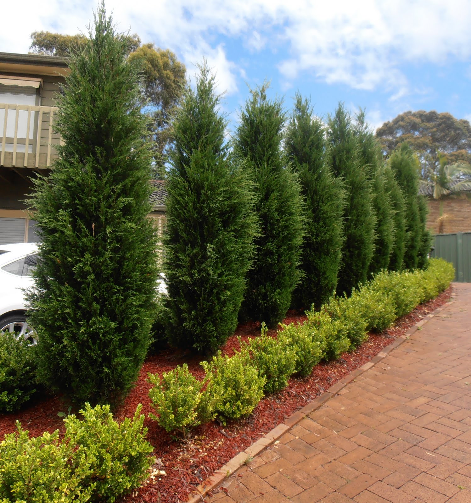 Giggleberry Creations!: Decorating our outdoor 'Christmas trees'