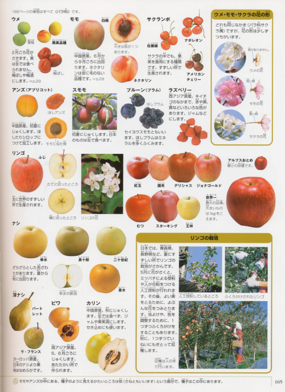 Let's Take a Look How many kind of fruits and vegetables do you know