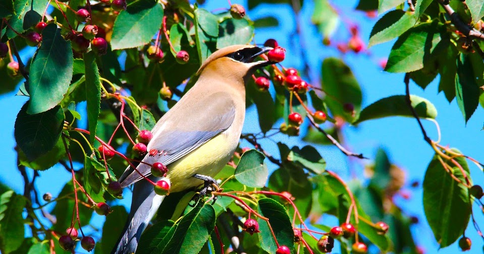 AvesMundi: AMPELIS EUROPEO ( Bombycilla garrulus )