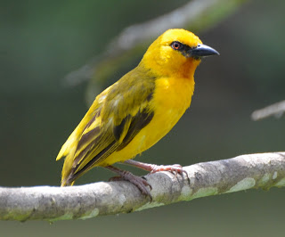 Orange Weaver
