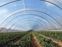 Keunggulan Greenhouse Dengan Plastik UV Selain Untuk Tempat Budidaya Namun Bisa Untuk Sarana Agrowisata Juga Keunggulan Greenhouse Dengan Plastik UV Selain Untuk Tempat Budidaya Namun Bisa Untuk Sarana Agrowisata Juga