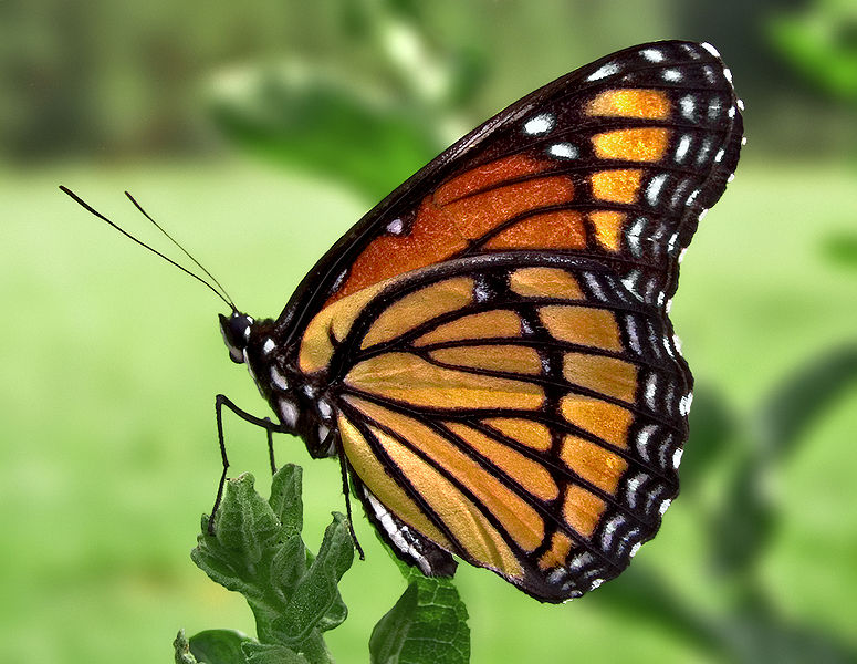 La mariposa Monarca viaja por las Américas, creciendo y llenando de vida el continente.