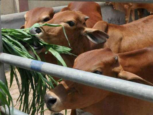 इन गायों का दूध पीने से बढ़ता है गुस्सा : हिमाचल राज्यपाल 2 Hello Uttarakhand News »