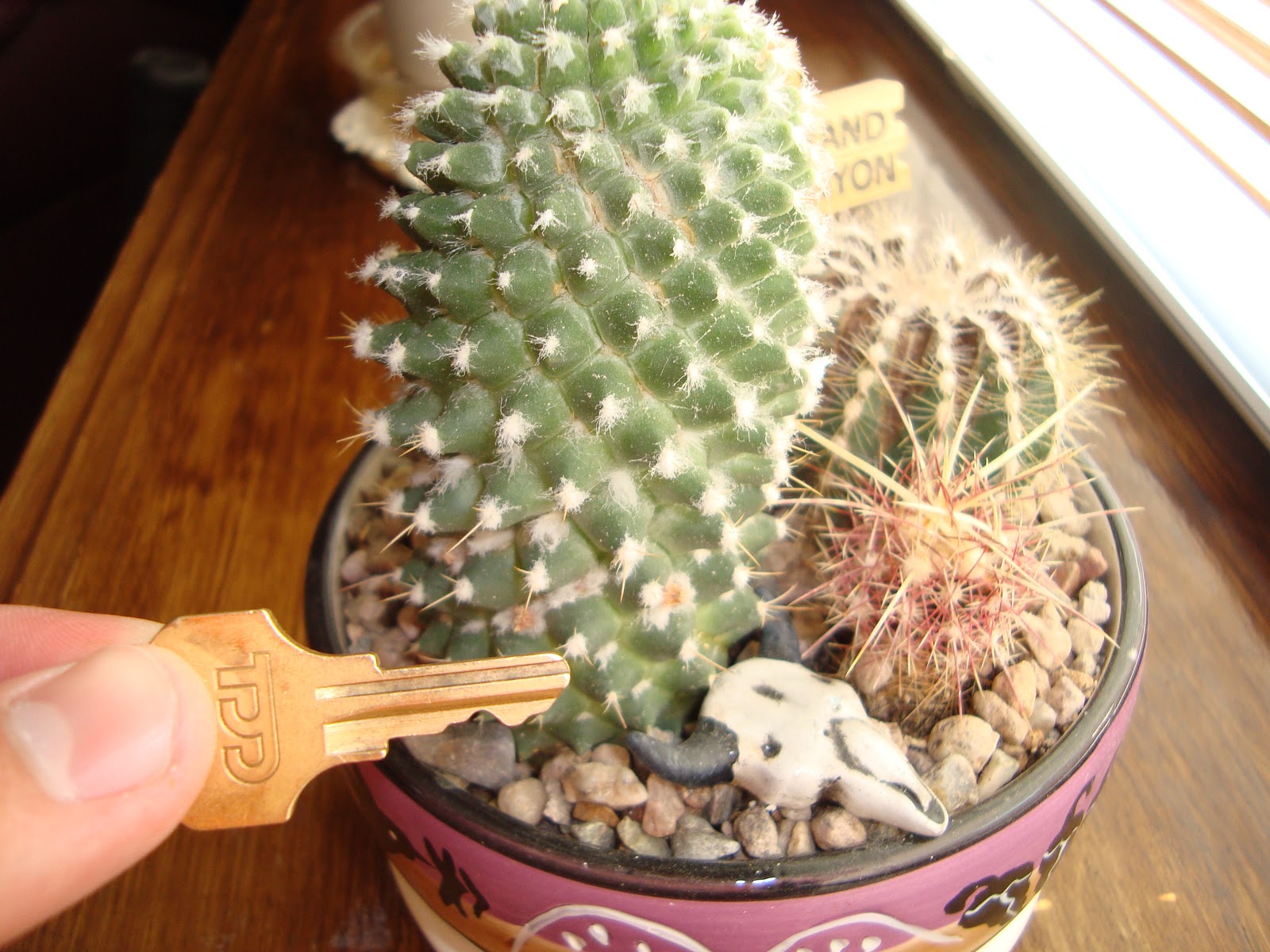 AP Bio Blog 2012 Modified leaf of a plant