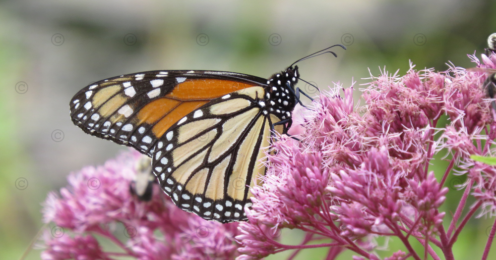 Anne's Creative Cornucopia: Monarch Butterfly - Photograph