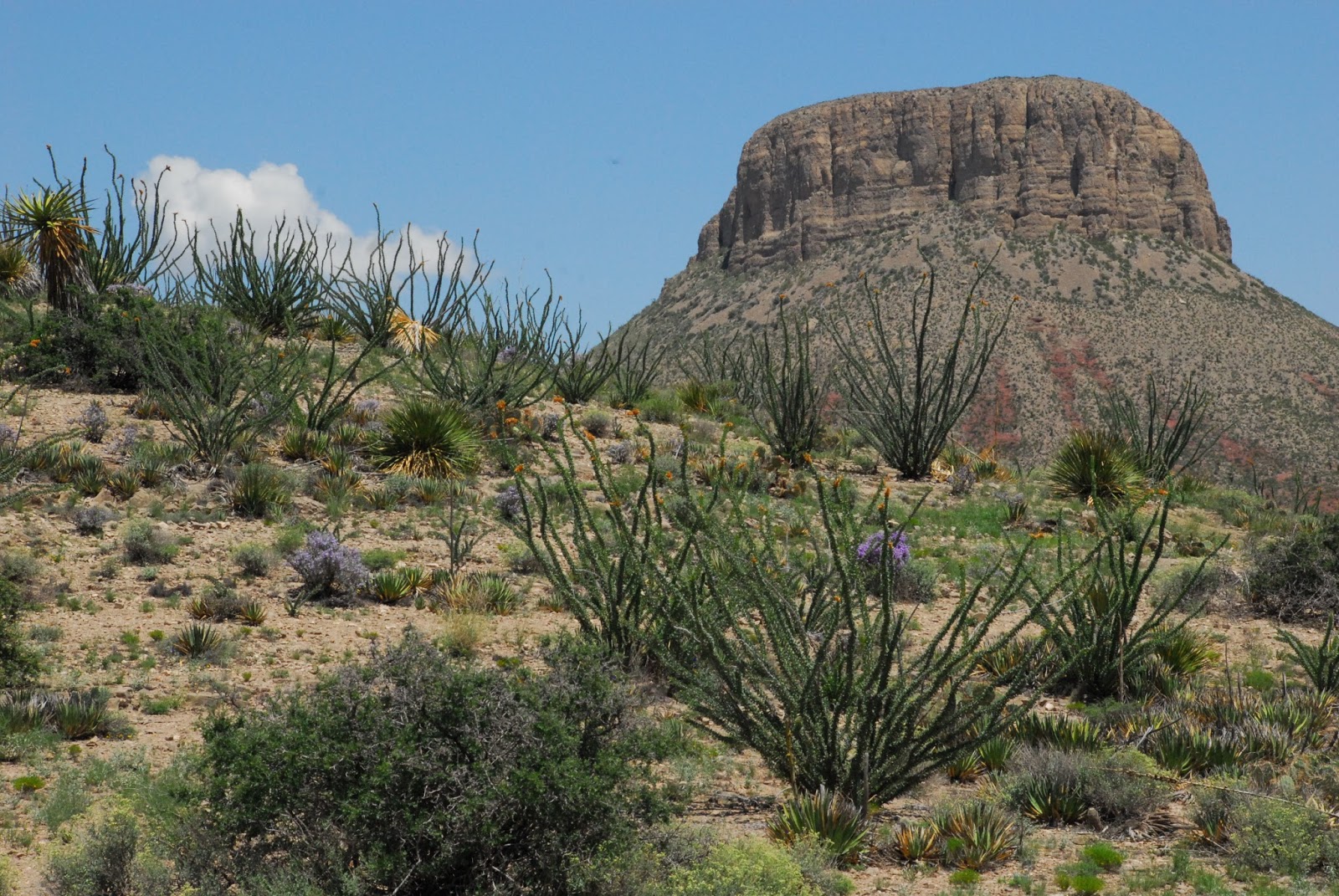 Texas Mountain Trail Daily Photo Ocotillo all Green!