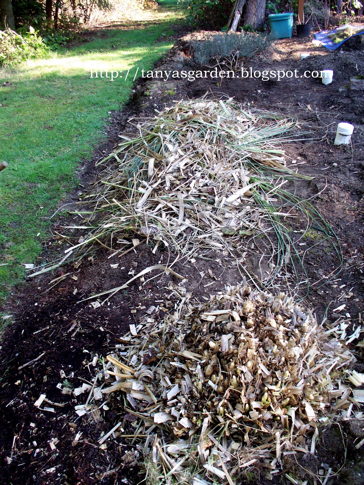 MySecretGarden Looking at My Pampas Grass