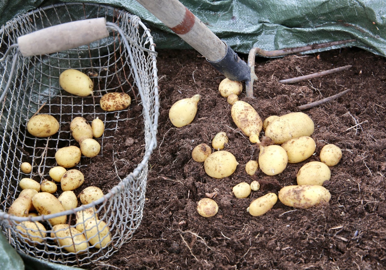 Schnippelboy Safran Tomaten Risotto