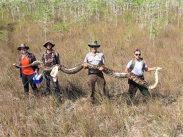 Encuentran una pitón gigantesca en el sur de Florida