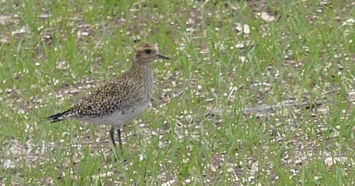 Dorset Birds: Sightings - Wednesday 31st October 2018.