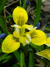 Danford Iris Danfordiae Toronto Botanical Garden by garden muses-not another Toronto gardening blog