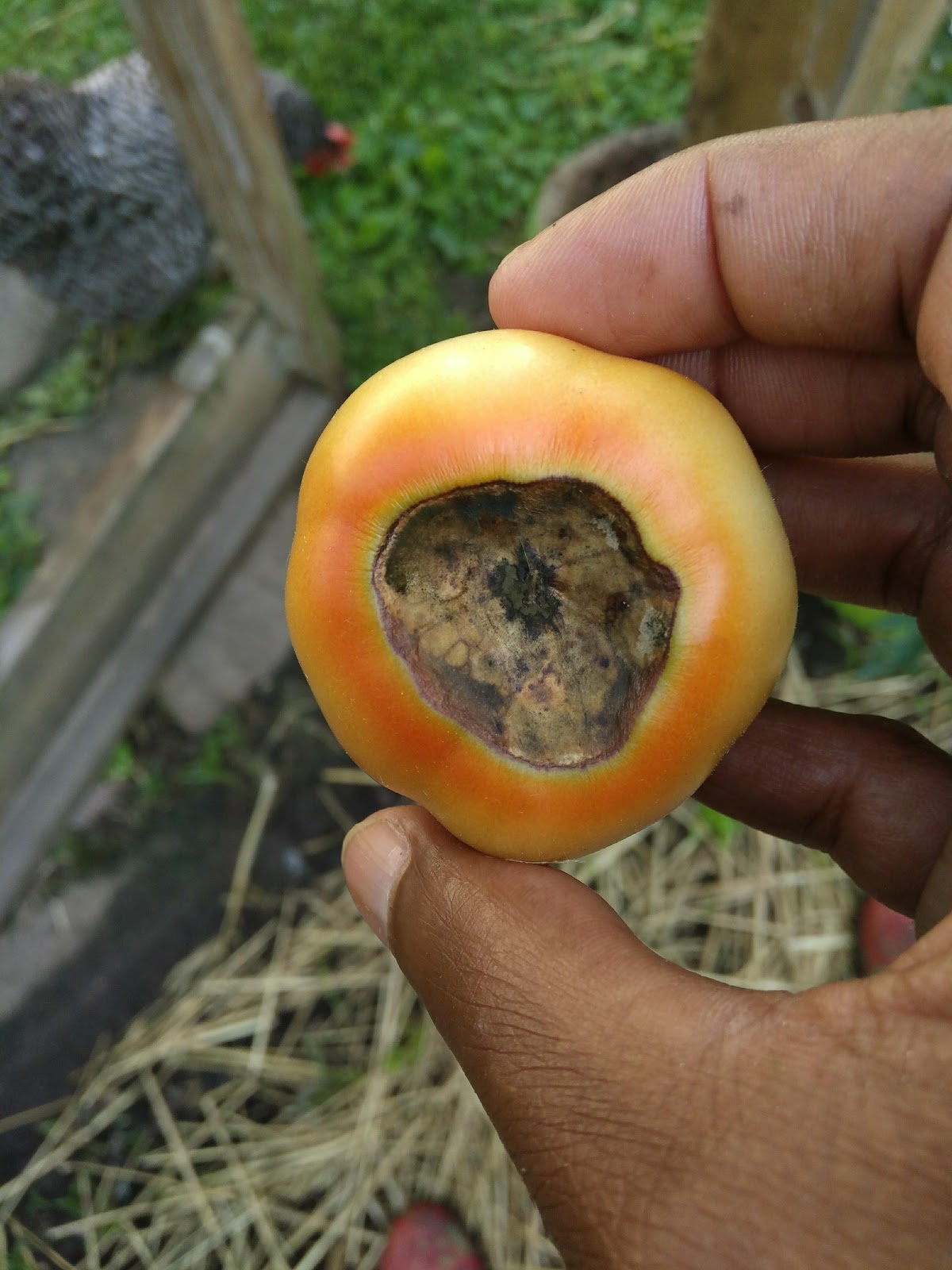 Brown Tomato Bottoms and How To Treat Them Farming Your Yard