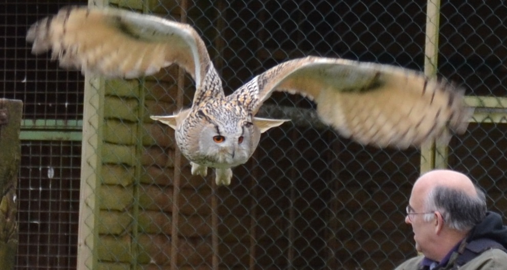Retro Brit Owls, Vultures and Hawks! (At the New Forest Raptor Centre)