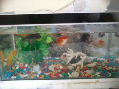 akuarium kecil akuarium kecil