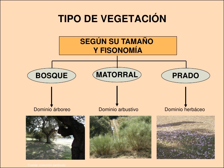 Tipos de vegetación