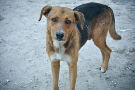 Dog Found Eating Newborn At Bauchi Dump