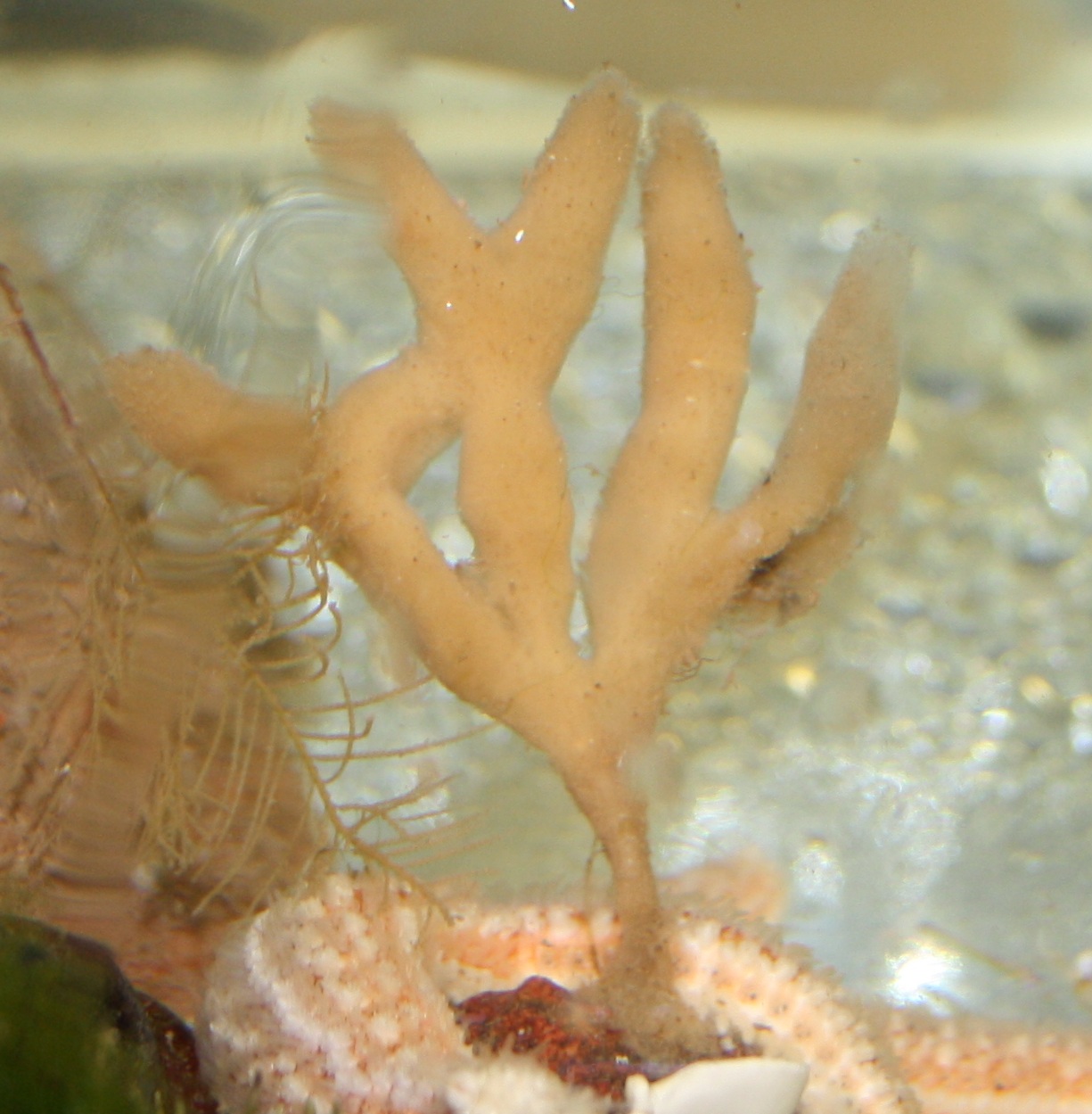Huntsman Marine Science Centre Finger sponge