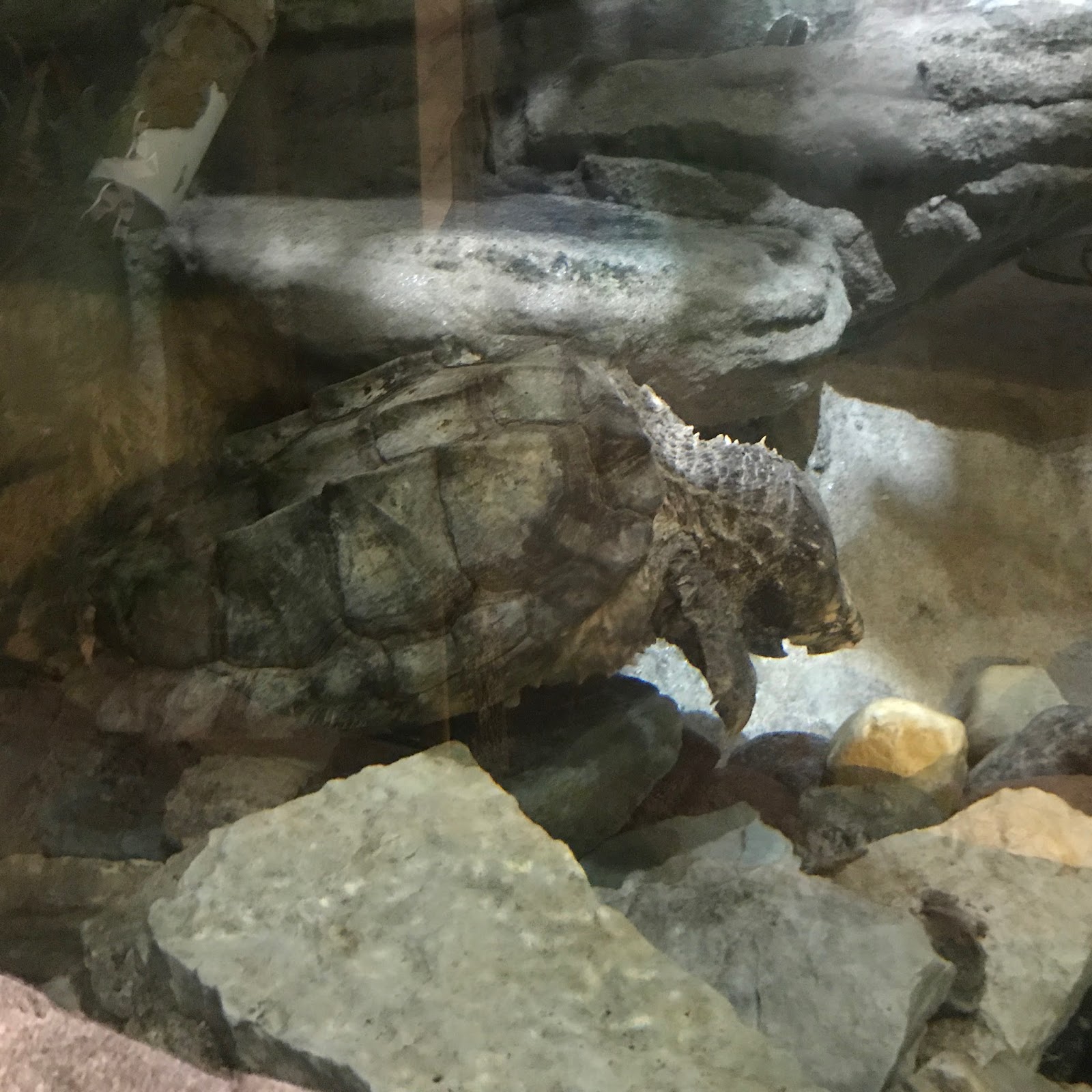 Pop's Chicago Tiki Room Reptiles at the Brookfield Zoo; Chicago, Illinois