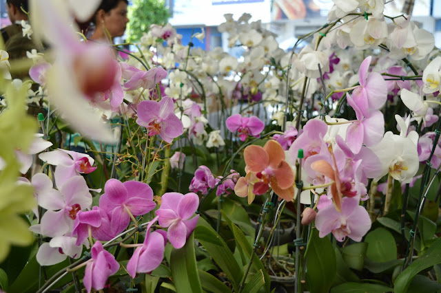 Festival de Flores em Caruaru