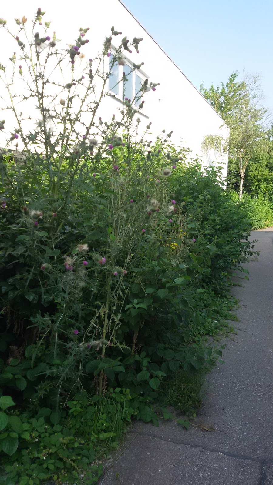 Rothenblog Holunder Prachtspiere Und Jelangerjelieber Sind Jetzt