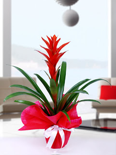 Manavkuyu Cicekci Manavkuyu Cicekciler Tel 0232 3473137 Manavkuyu Cicekci Manavkuyu Cicekciler