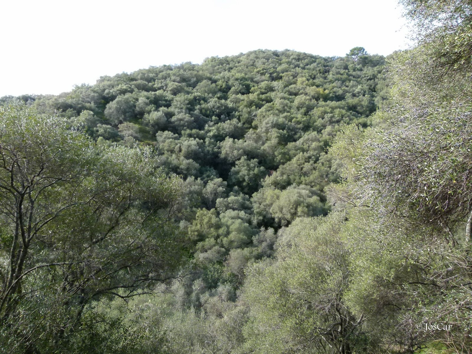 Las fotos de JosCar Madinat alZahra, Acueducto de Valdepuentes (I)