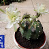 Die hard: l'Echinopsis Subdenudata