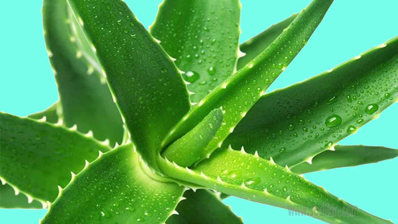 obat-diabetes-alami-herbal obat-diabetes-alami-heral