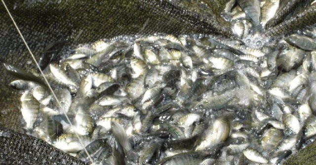 66+ Makalah Budidaya Ikan Mujair Pdf.CSV MAKALAHAB